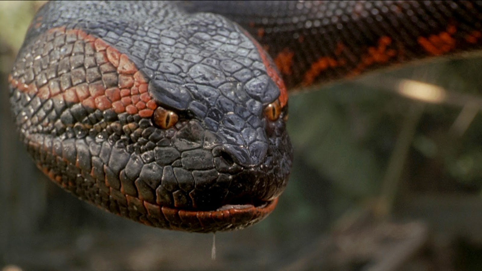 Anaconda (1997) - Movie Review : Alternate Ending